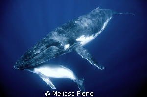 Image of a humpback mother and calf, taken in Vava'u Tong... by Melissa Fiene 